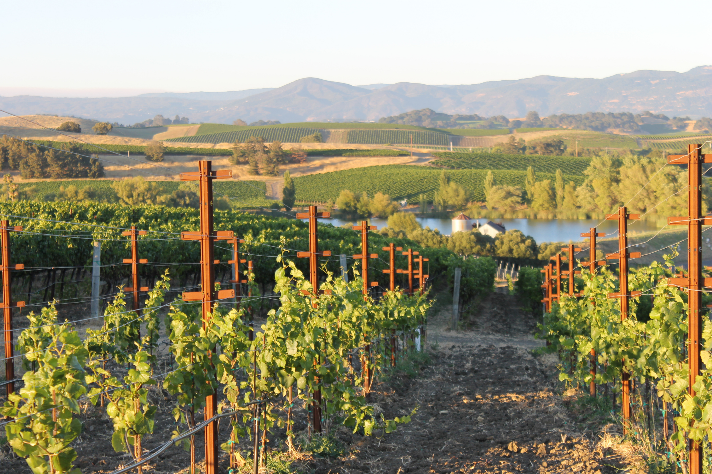 napa valley, california.webp